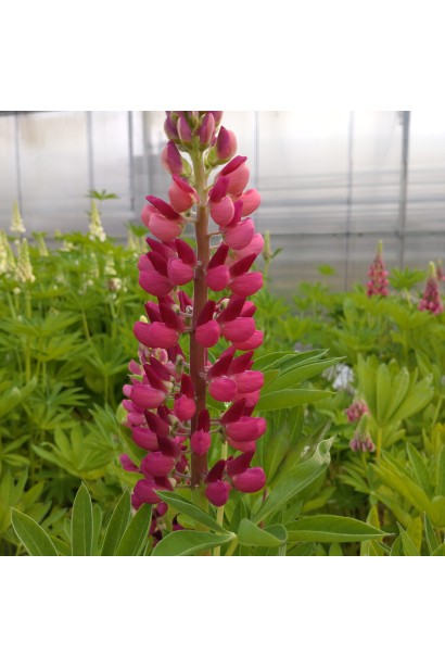 Люпин багатолистий Ред Шадес